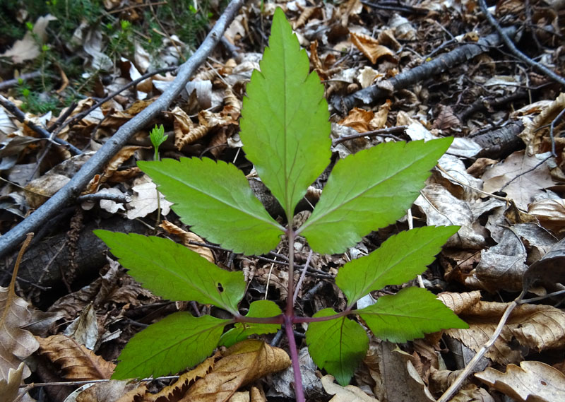 Anemonoides trifolia subsp.trifolia - Ranunculaceae